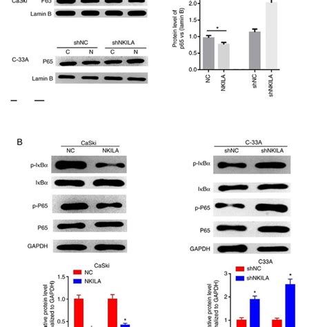 Effects Of Nkila On The Nf κb Signaling Pathway A The Expression Of