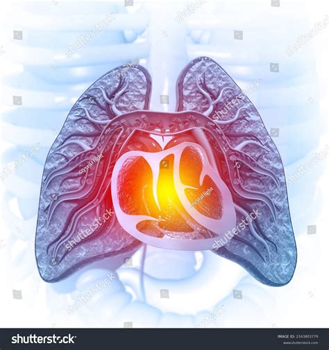 6,596 Heart Functions Images, Stock Photos & Vectors | Shutterstock