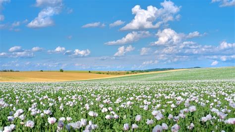 Campo de adormidera blanca en latín papaver somniferum imagen