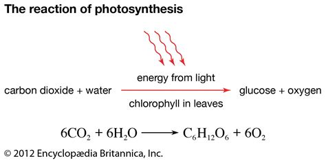 Sensational Chemical Reaction Photosynthesis Equation Of Class 10