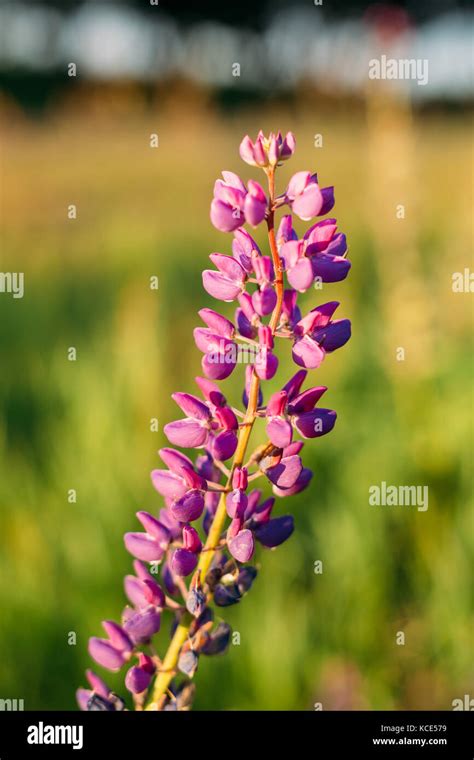 Wild Flowers Lupine In Summer Field Meadow At Sunset Sunrise Close Up