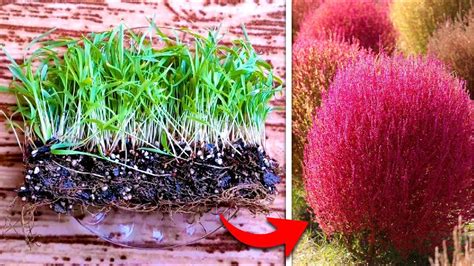 How To Plant Kochia Scoparia At Home Easy Planting Of Kochia Scoparia