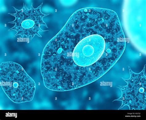 Amoebas Or Amoebae Or Amebas Or Amebae Hi Res Stock Photography And