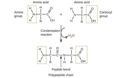 Amines And Amides Atoms First Openstax