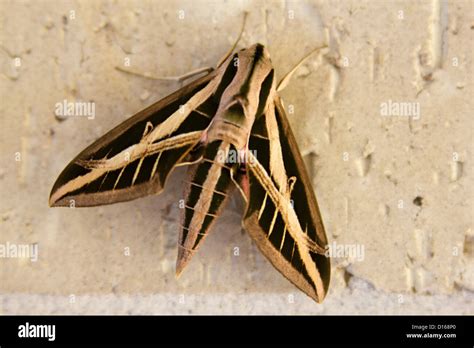 Vine Spinx Moth Eumorpha Vitis Sphingidae Stock Photo Alamy