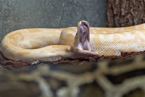 Burmese Python Teeth