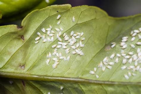 Mosca Blanca C Mo Eliminarla Remedios Y Consejos