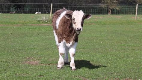 Brown and white cow watch you : r/happycowgifs