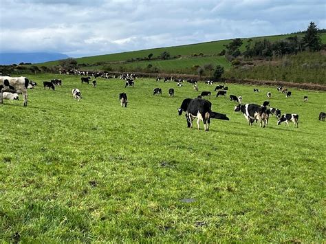 Dairy The Importance Of The 1st Spring Grazing Teagasc