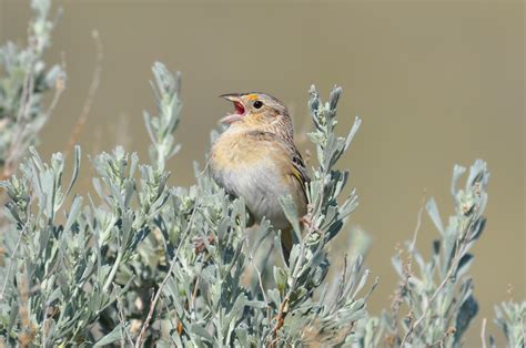 Grasshopper Sparrow | Audubon Field Guide