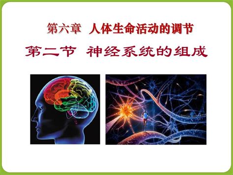 人教版七年级下册生物学神经系统的组成 优秀课件 3word文档在线阅读与下载无忧文档