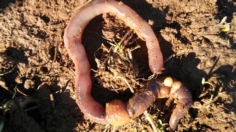 Do Worms Lay Eggs Keona Farm