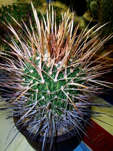 Stenocactus Phyllacanthus Agaveville