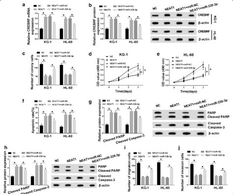 Neat1mir 338 3p Modulated Cell Growth Apoptosis Migration And