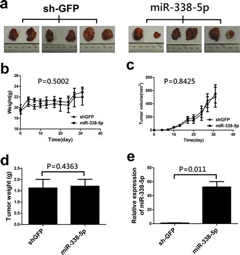 MiR 338 5p Promotes Metastasis Of Colorectal Cancer By Inhibition Of