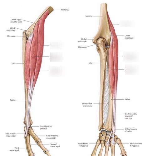 Forearm Extensor Muscles Diagram Quizlet