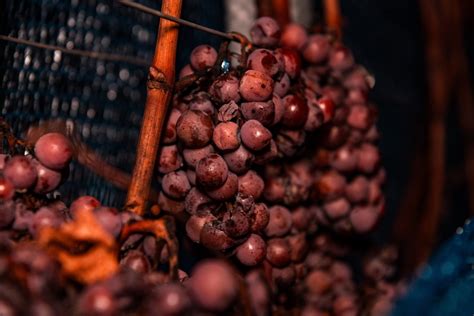 Winzergenossenschaft Mei En Eiswein Lese Mit Der K Nigin Bei Minus