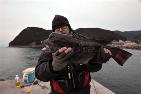 Asian Sheepshead Wrasse in Japan. Stock Photo - Image of outdoor ...