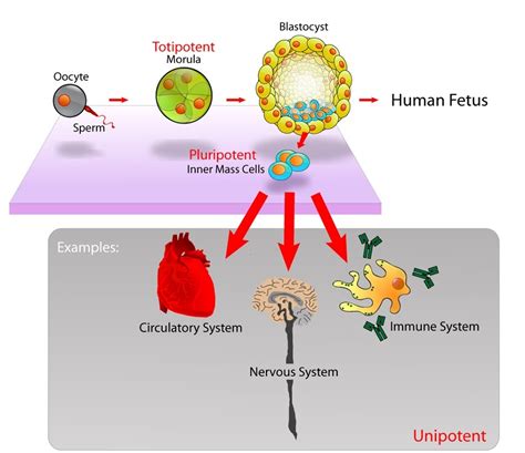 Embryonic Stem Cell - Definition and Uses | Biology Dictionary