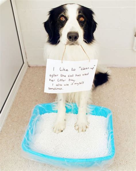 3752 Dog Shaming Dog Shaming Guilty Dog Animal Shaming