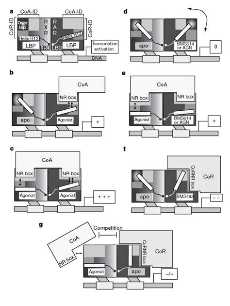 Proposed Model For Rarrxr Heterodimer Hd Function In The Presence Of