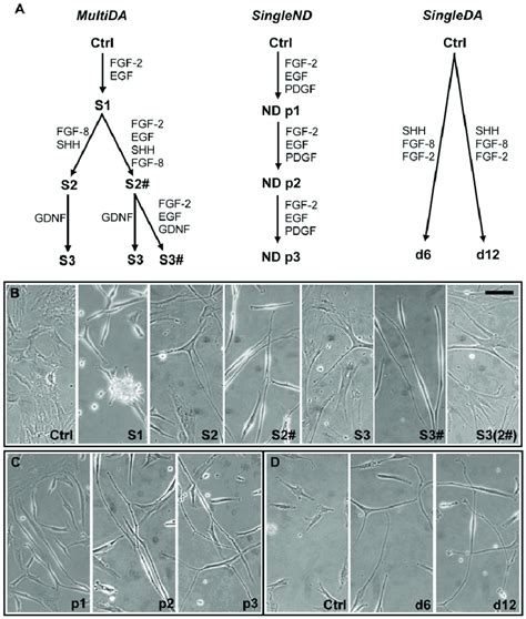 Growth Factor Induced Neuronal Differentiation Of Hmscs A Diagram Of