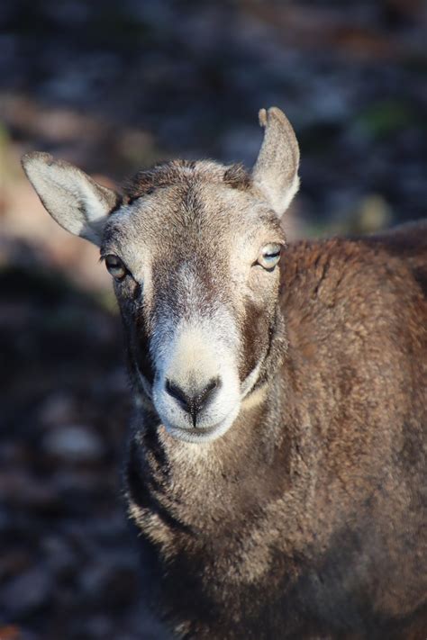 Animal Muflón Mamífero Foto Gratis En Pixabay Pixabay