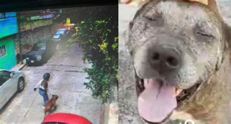 Gogo el héroe canino que salvó a niño tras ataque de pitbull en