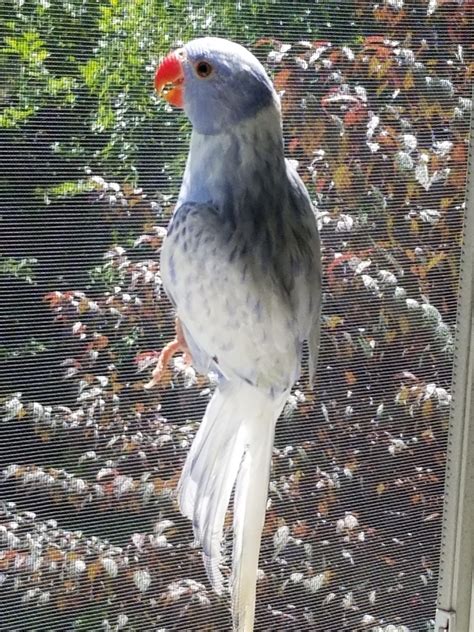 Indian Ringnecks Make Great Pets