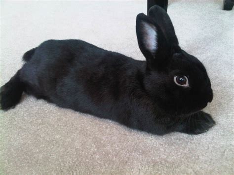 15 of the Best Pet Rabbit Breeds - HubPages