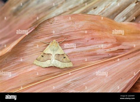 Scalloped Oak Moth Crocallis Elinguaria UK Stock Photo Alamy