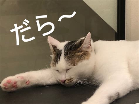 【わさび日記】だら～。 インテリアと暮らし。ときどき猫。