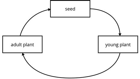 Plant Life Cycle Primary Science Geniebook