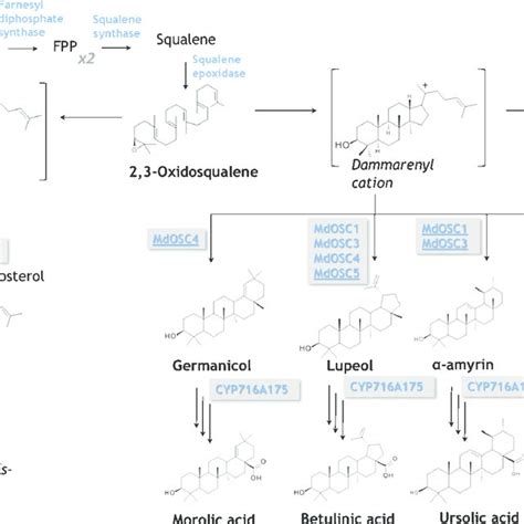 Biosynthetic Pathway Of Triterpenic Acids In Apple Malus 9 Domestica