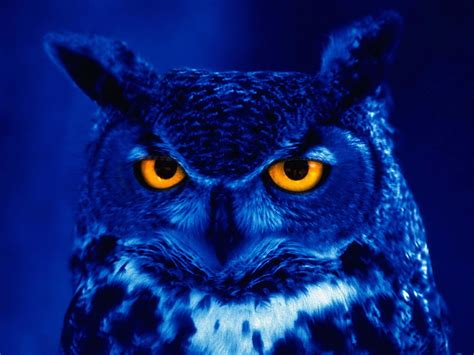 Black Owl Wallpapers - Top Free Black Owl Backgrounds - WallpaperAccess