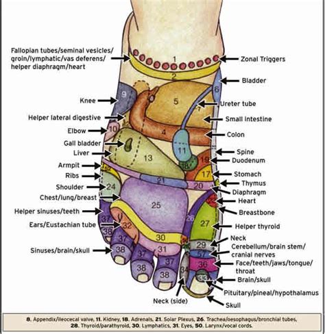 Free Foot Pressure Points Chart REPACK