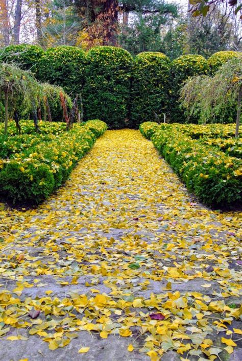 The Fall of the Ginkgo Tree Leaves - The Martha Stewart Blog