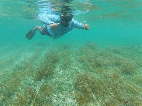 Sustainable Seaweed Farming Challenges And Opportunities In The Caribbean Itaca