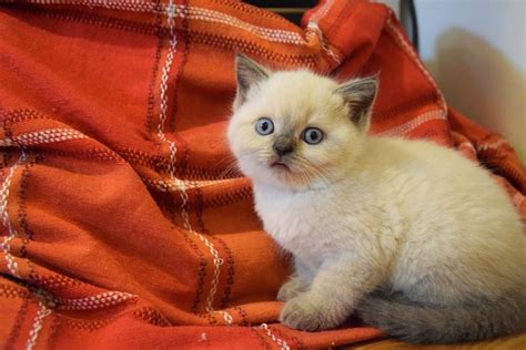 Himalayan Cat Breed Info Pictures Temperament And Traits Catster