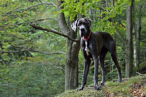 Epagneul Francais Karakter Verzorging Hondenrassen De Nieuwe Hond