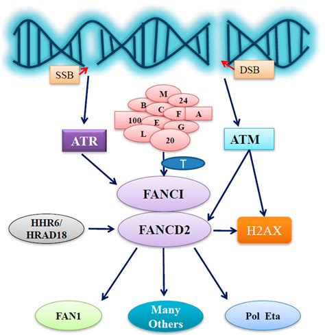 IJMS Free Full Text FANCD2 And DNA Damage