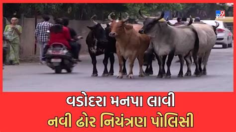 Gujarati Video રખડત ઢર મદદ વડદર મહનગરપલક લવ નવ ઢર