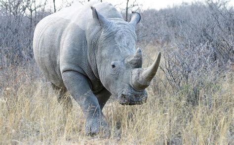 North Korean Diplomats Linked To Lucrative Rhino Horn Trade In Africa