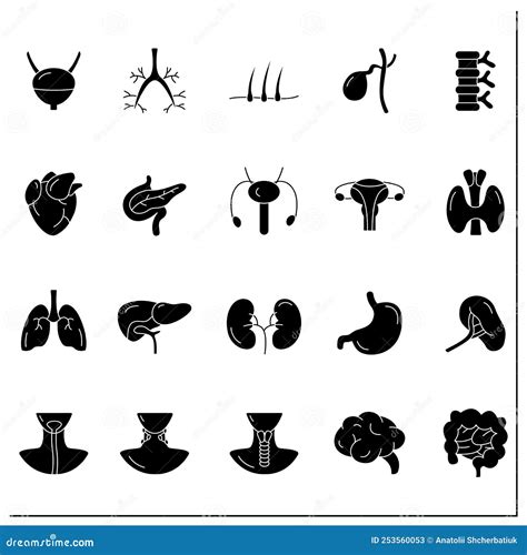 Human Internal Organs Glyph Icons Set Stock Vector Illustration Of