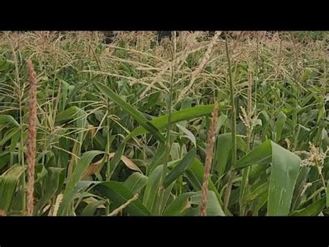 Chopping Maize Corn For Silage Making Dairyfarmer YouTube