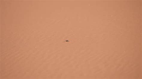 41 Namib Desert Beetle Stock Videos, Footage, & 4K Video Clips - Getty Images