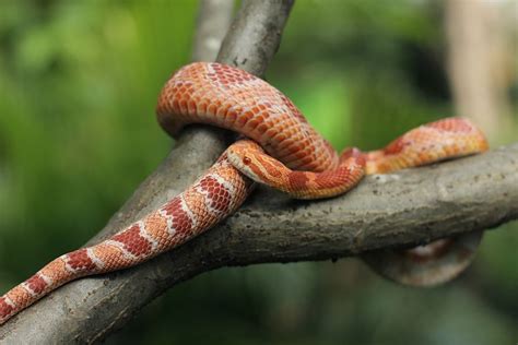 Do Corn Snakes Hibernate And What Is Brumation Fur Wings