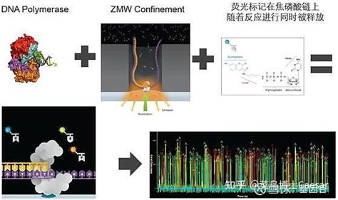 【菜鸟博士技术景观】分子诊断技术全解析 知乎