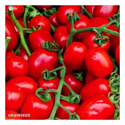 Roma Vf Tomato Seeds Great For Sauces