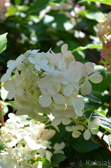 Hydrangea Paniculata Petite Star Coustar Hortensja Bukietowa